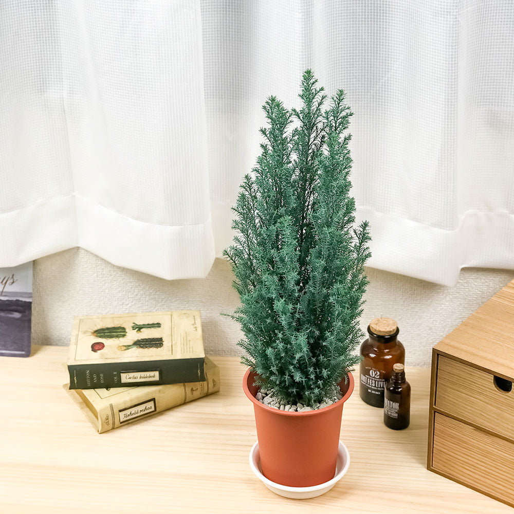 PLANCHU 観葉植物 コニファー スノーホワイト 4号鉢 受け皿付き 育て方説明書付き Chamaecyparis lawsoniana 庭木 植木 針葉樹 クリスマスツリー