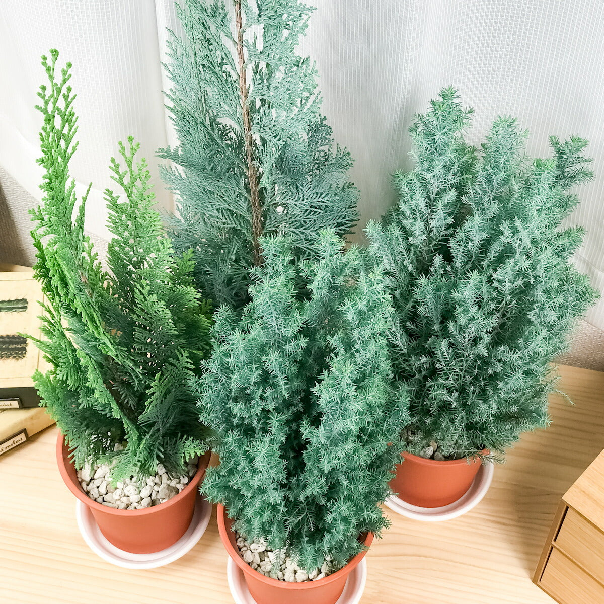 PLANCHU 観葉植物 コニファー 4種セット シルバースター コルムナリス アルミゴールド スノーホワイト 4号鉢 庭木 植木 針葉樹 クリスマスツリー