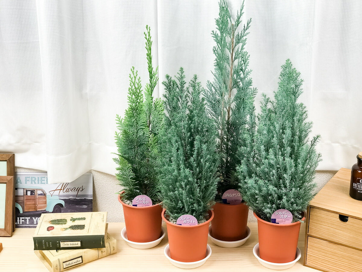 PLANCHU 観葉植物 コニファー 4種セット シルバースター コルムナリス アルミゴールド スノーホワイト 4号鉢 庭木 植木 針葉樹 クリスマスツリー