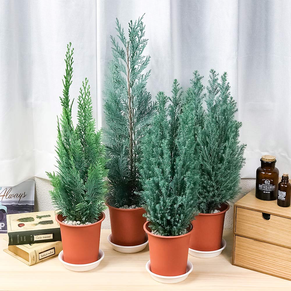 PLANCHU 観葉植物 コニファー 4種セット シルバースター コルムナリス アルミゴールド スノーホワイト 4号鉢 庭木 植木 針葉樹 クリスマスツリー