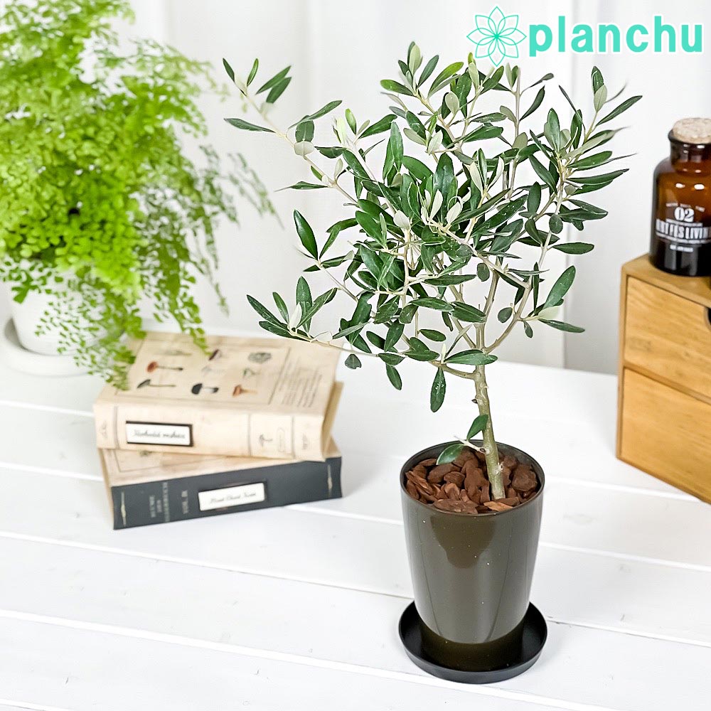 PLANCHU 観葉植物 オリーブ チプレッシーノ SOUJUブランド 3号鉢 受け皿付き 育て方説明書付き Olea europaea 果樹苗 苗木 創樹