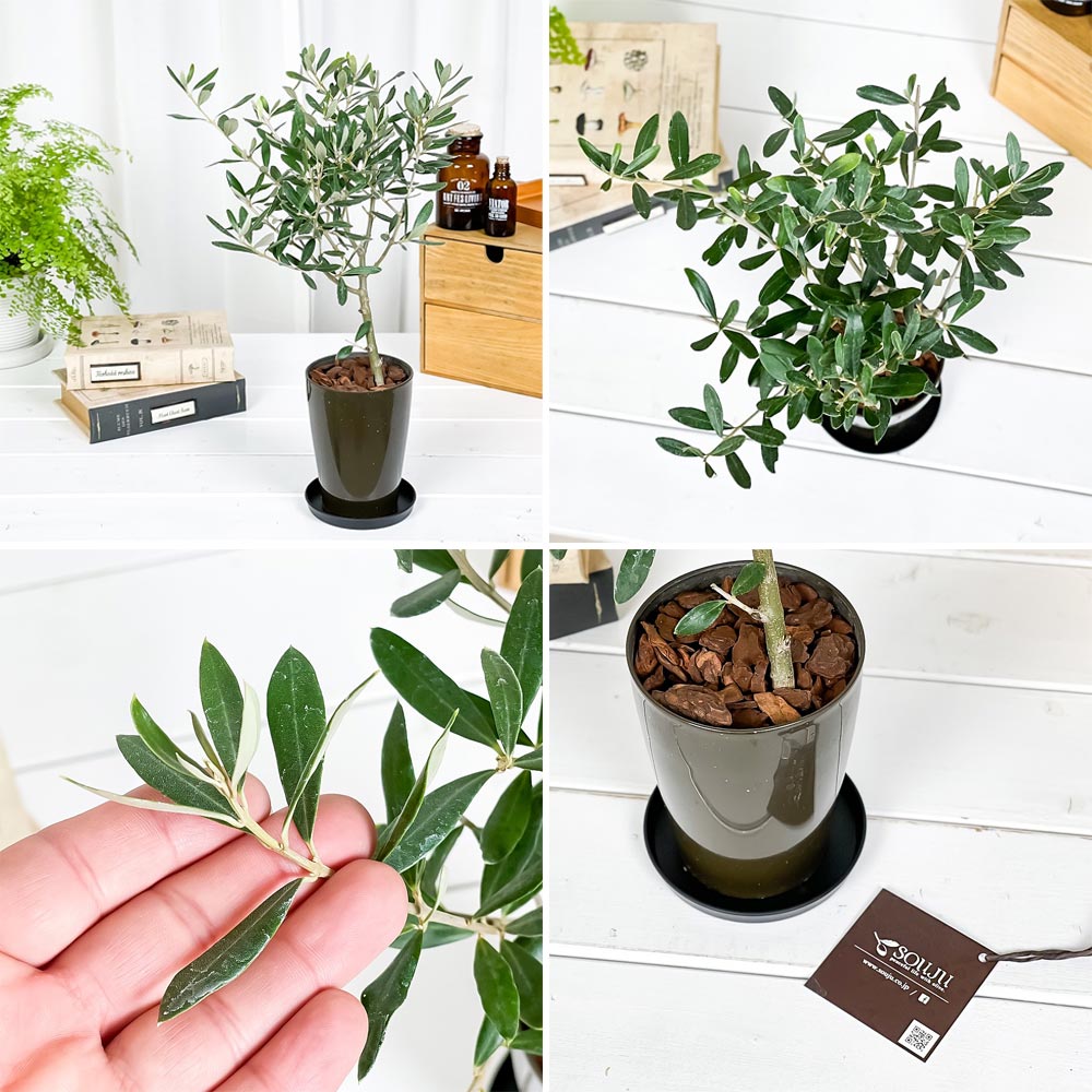 PLANCHU 観葉植物 オリーブ チプレッシーノ SOUJUブランド 3号鉢 受け皿付き 育て方説明書付き Olea europaea 果樹苗 苗木 創樹