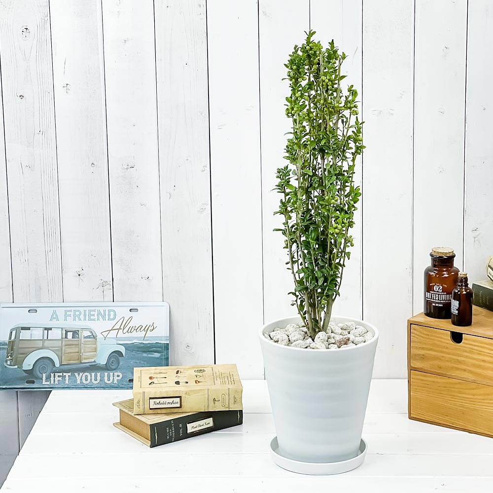 PLANCHU 観葉植物 アイレクス スカイペンシル 6号鉢 受け皿付き Ilex crenata ‘Sky Pencil’ 庭木 植木 ツゲ イヌツゲ