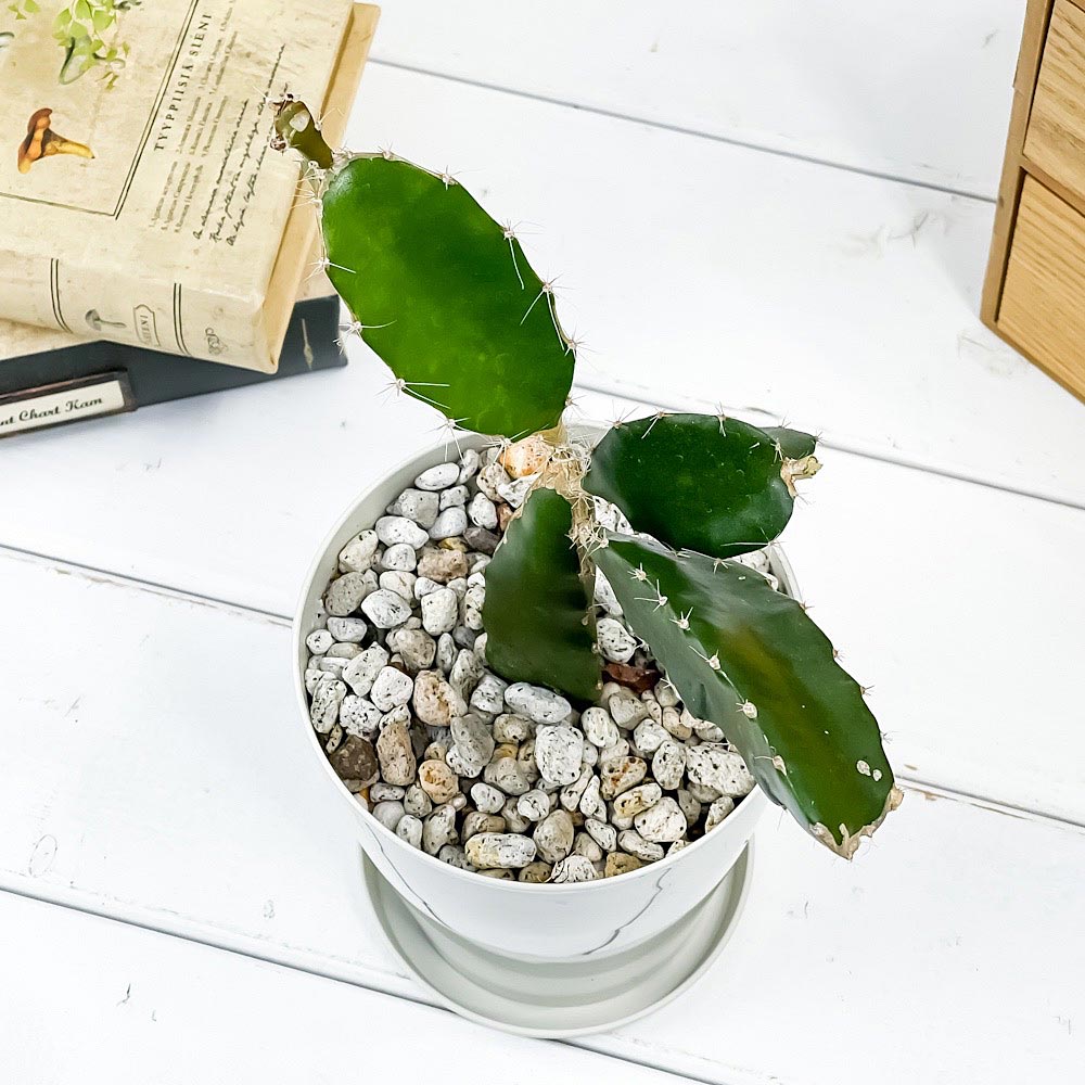 PLANCHU 熱帯果樹 ドラゴンフルーツ 赤肉 4号鉢 受け皿付き 育て方説明書付き Hylocereus ピタヤ 苗 森林性サボテン