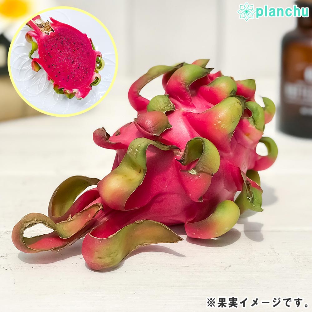 PLANCHU 熱帯果樹 ドラゴンフルーツ 赤肉 4号鉢 受け皿付き 育て方説明書付き Hylocereus ピタヤ 苗 森林性サボテン