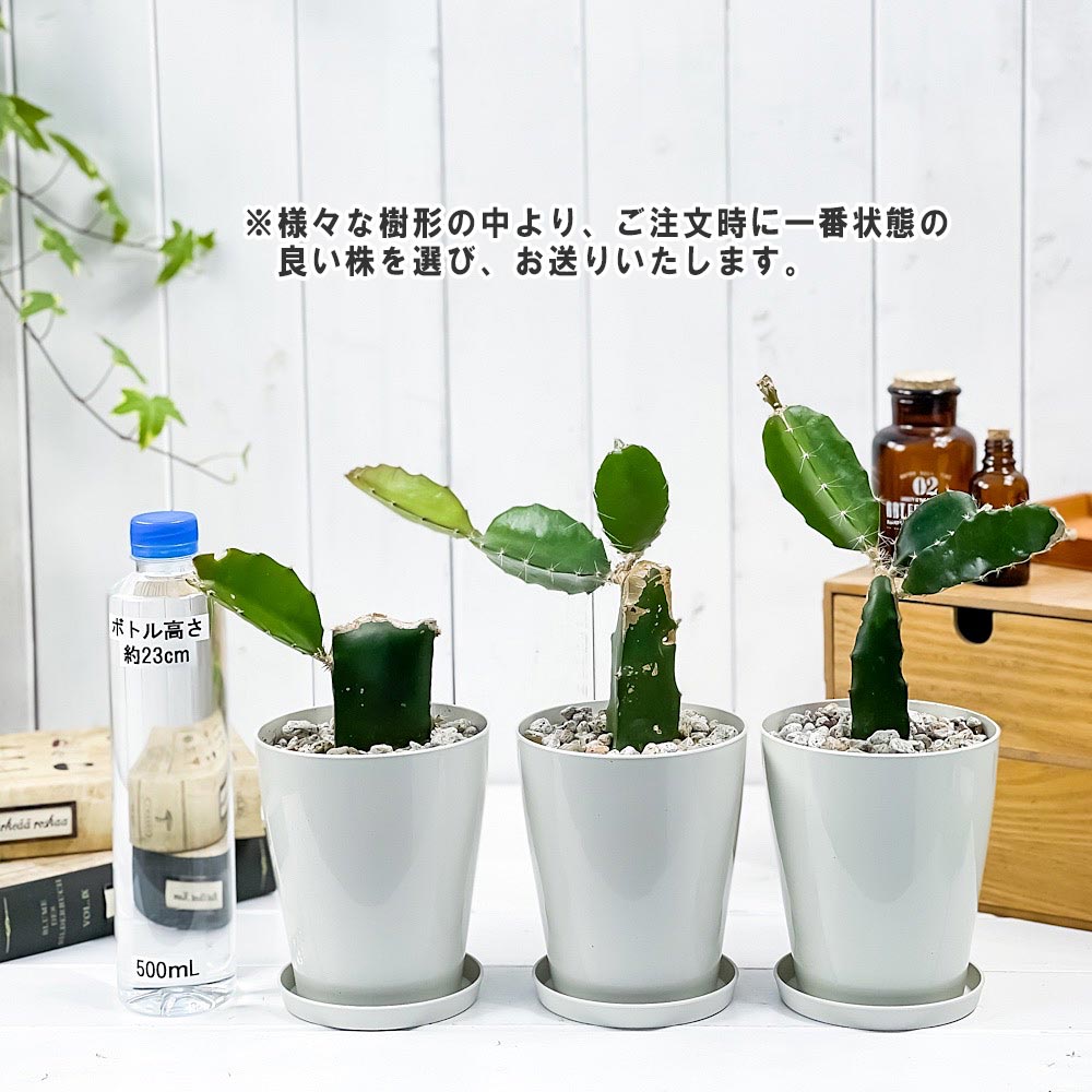 PLANCHU 熱帯果樹 ドラゴンフルーツ 赤肉 4号鉢 受け皿付き 育て方説明書付き Hylocereus ピタヤ 苗 森林性サボテン