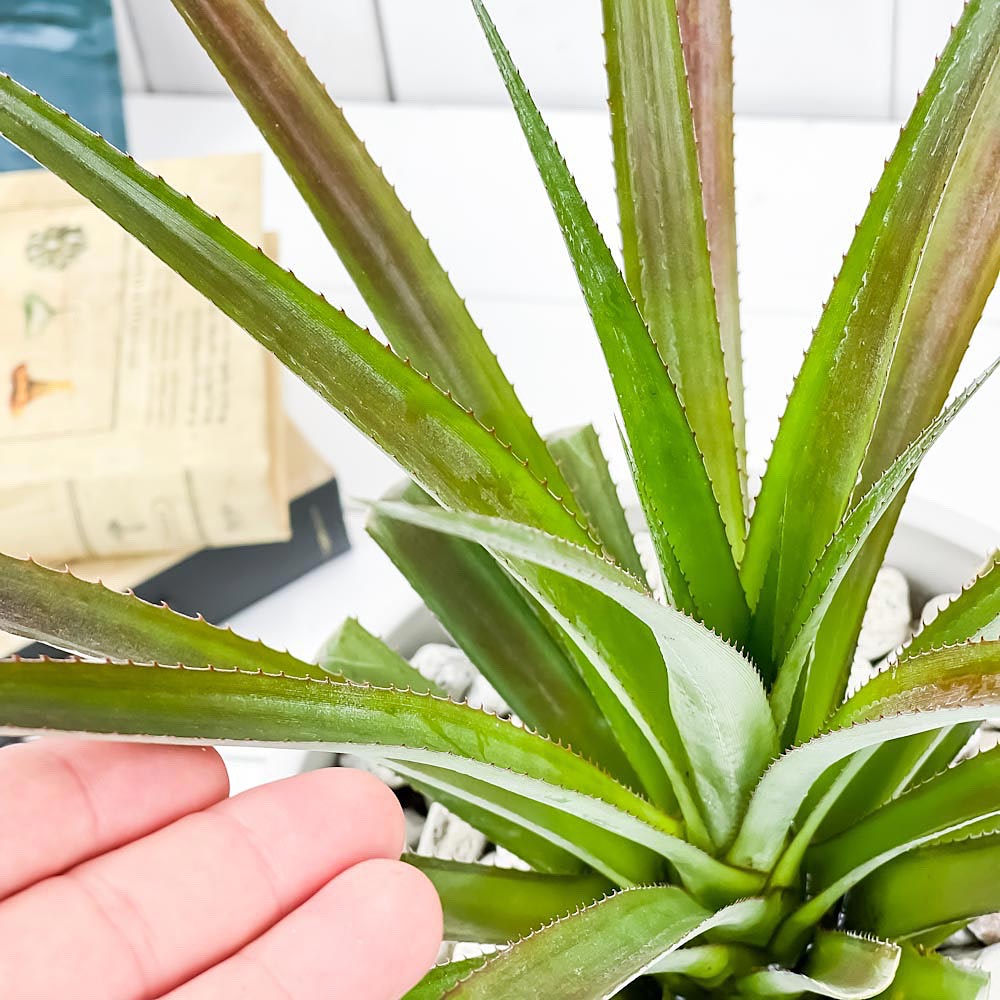PLANCHU 熱帯果樹 パイナップル スナックパイン 7号樹脂鉢 カーヴホワイト 受け皿付き 育て方説明書付き Ananas cv. アナナス ブロメリア 果樹苗