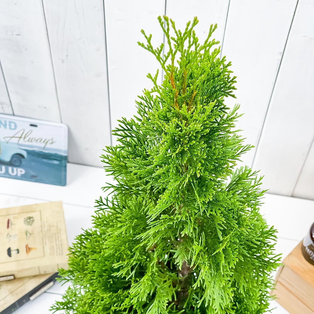 PLANCHU 観葉植物 コニファー エメラルド 6号鉢 受け皿付き 育て方説明書付き Thuja occidentalis ‘Smaragd’ 庭木 植木 針葉樹 クリスマスツリー