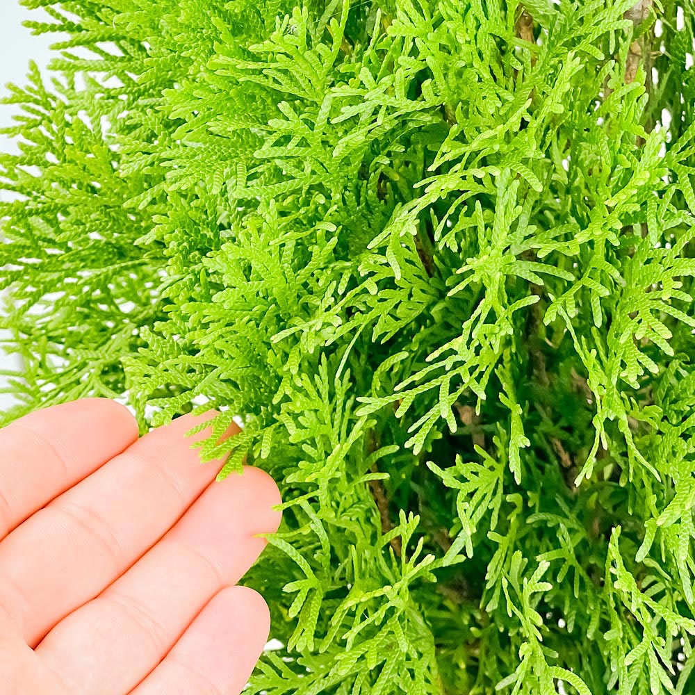 PLANCHU 観葉植物 コニファー エメラルド 6号鉢 受け皿付き 育て方説明書付き Thuja occidentalis ‘Smaragd’ 庭木 植木 針葉樹 クリスマスツリー