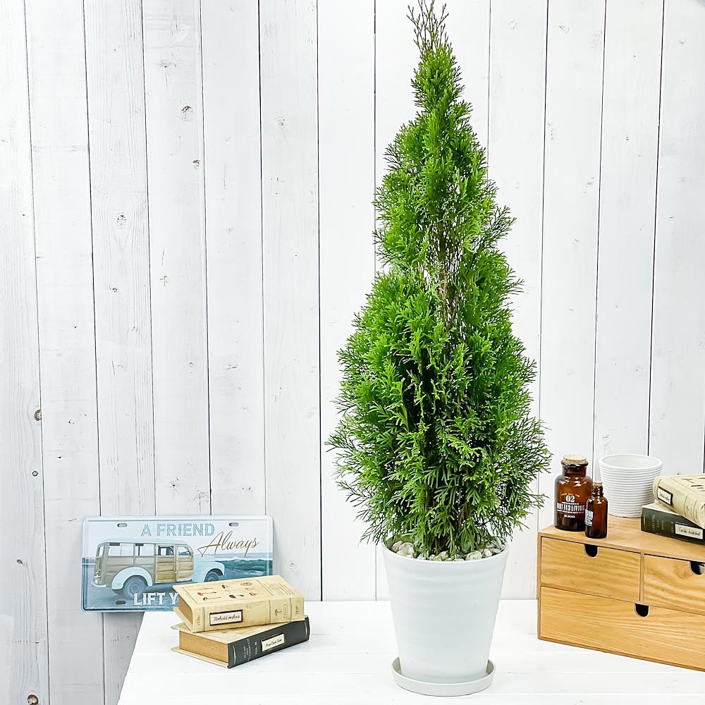 PLANCHU 観葉植物 コニファー エメラルド 6号鉢 受け皿付き 育て方説明書付き Thuja occidentalis ‘Smaragd’ 庭木 植木 針葉樹 クリスマスツリー