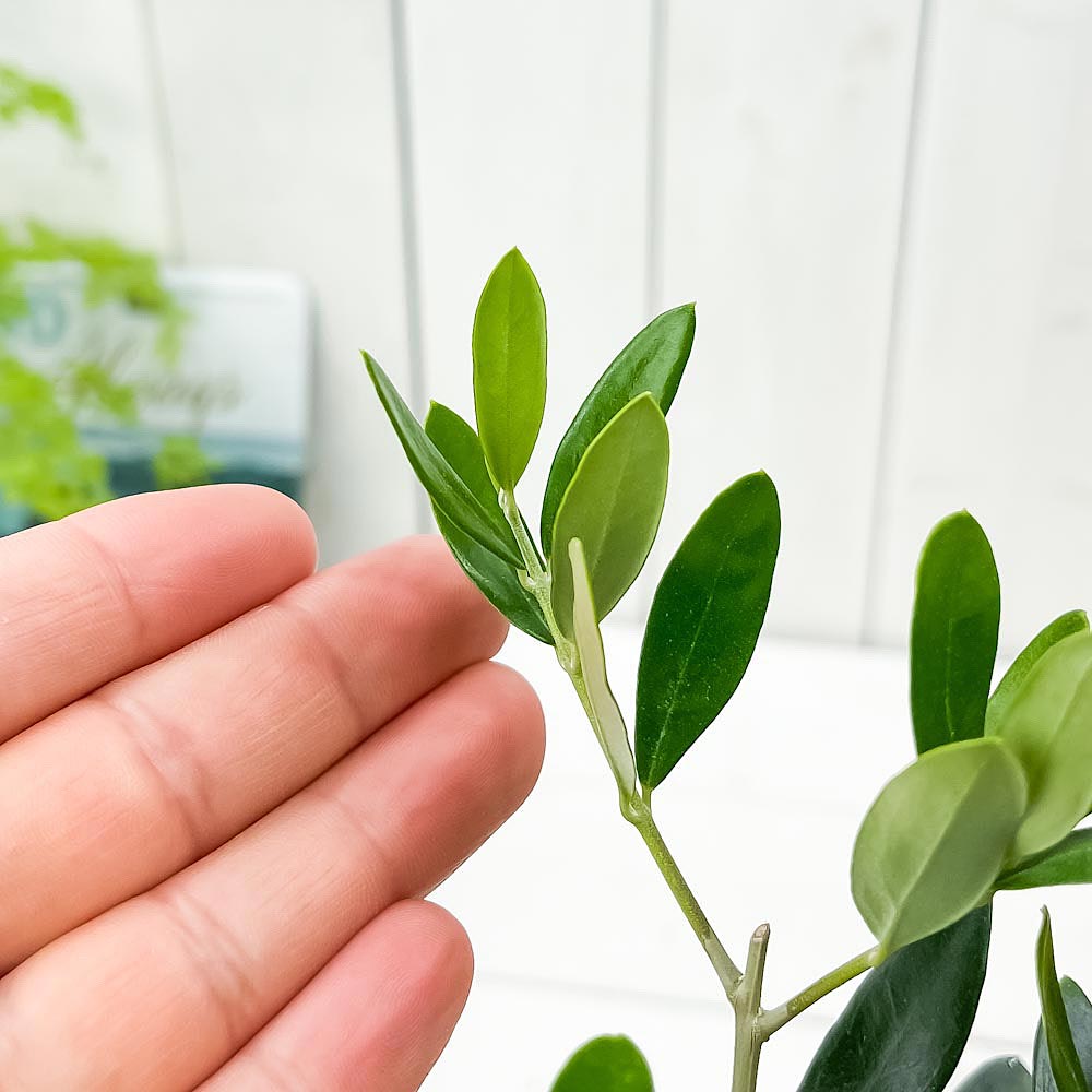 PLANCHU 観葉植物 オリーブ 品種おまかせ 2種セット 4号鉢 受け皿付き 育て方説明書付き Olea europaea 果樹苗 苗木