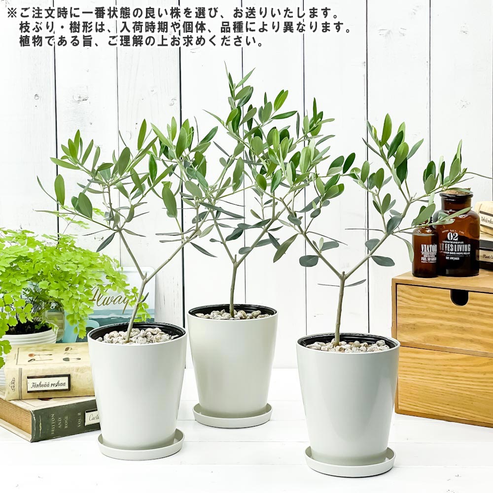 PLANCHU 観葉植物 オリーブ バーデル 4号鉢 受け皿付き 育て方説明書付き Olea europaea 果樹苗 苗木
