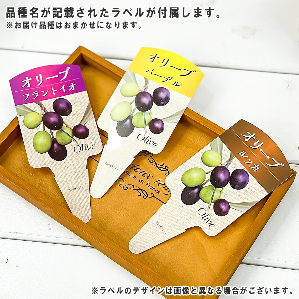 PLANCHU 観葉植物 オリーブ 品種おまかせ 2種セット 4号鉢 受け皿付き 育て方説明書付き Olea europaea 果樹苗 苗木