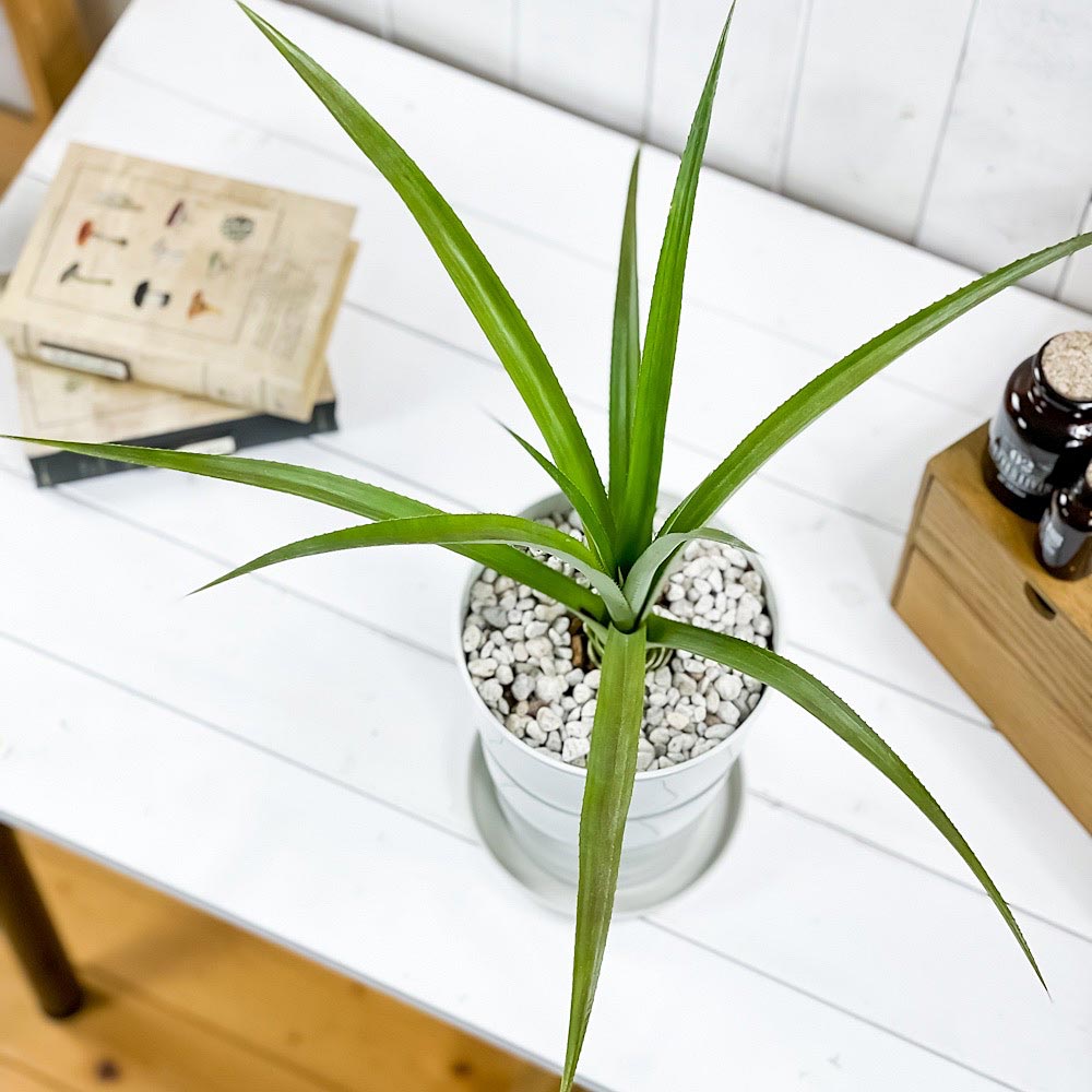 PLANCHU 熱帯果樹 パイナップル スナックパイン 6号鉢 受け皿付き 育て方説明書付き Ananas cv. アナナス ブロメリア 果樹苗