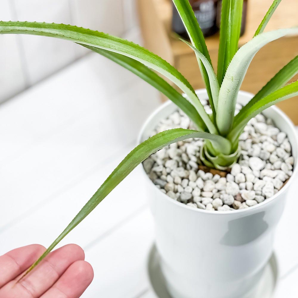 PLANCHU 熱帯果樹 パイナップル スナックパイン 6号鉢 受け皿付き 育て方説明書付き Ananas cv. アナナス ブロメリア 果樹苗