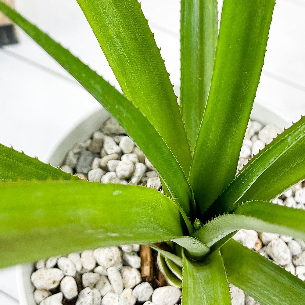 PLANCHU 熱帯果樹 パイナップル スナックパイン 6号鉢 受け皿付き 育て方説明書付き Ananas cv. アナナス ブロメリア 果樹苗