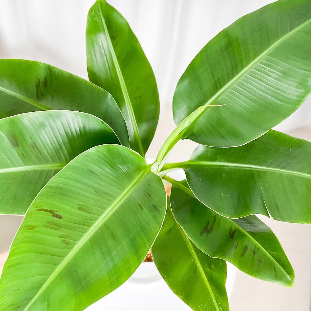 PLANCHU 熱帯果樹 モンキーバナナ 7号鉢 受け皿付き 育て方説明書付き Musa acuminata ‘Senorita’ セニョリータバナナ 果樹苗 観葉植物
