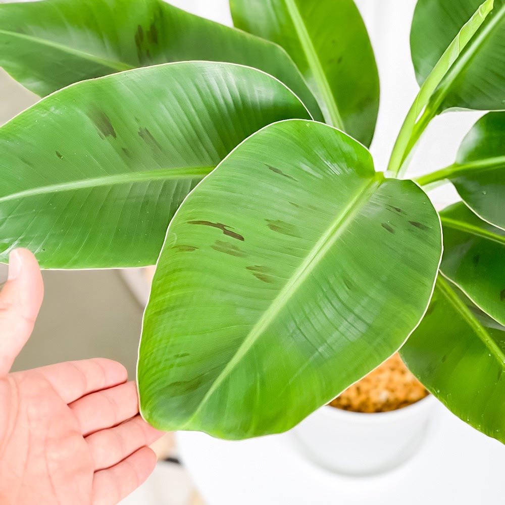PLANCHU 熱帯果樹 モンキーバナナ 7号鉢 受け皿付き 育て方説明書付き Musa acuminata ‘Senorita’ セニョリータバナナ 果樹苗 観葉植物