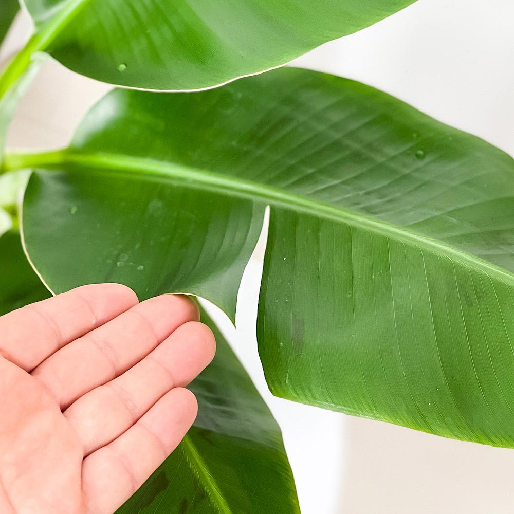 PLANCHU 熱帯果樹 モンキーバナナ 7号鉢 受け皿付き 育て方説明書付き Musa acuminata ‘Senorita’ セニョリータバナナ 果樹苗 観葉植物