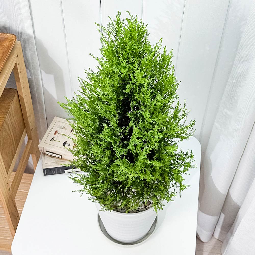 PLANCHU 観葉植物 コニファー ゴールドクレスト ウィルマ 7号鉢 受け皿付き 育て方説明書付き Cupressus macrocarpa ‘Wilma’ 庭木 植木 針葉樹 クリスマスツリー