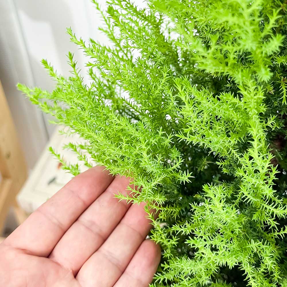 PLANCHU 観葉植物 コニファー ゴールドクレスト ウィルマ 7号鉢 受け皿付き 育て方説明書付き Cupressus macrocarpa ‘Wilma’ 庭木 植木 針葉樹 クリスマスツリー