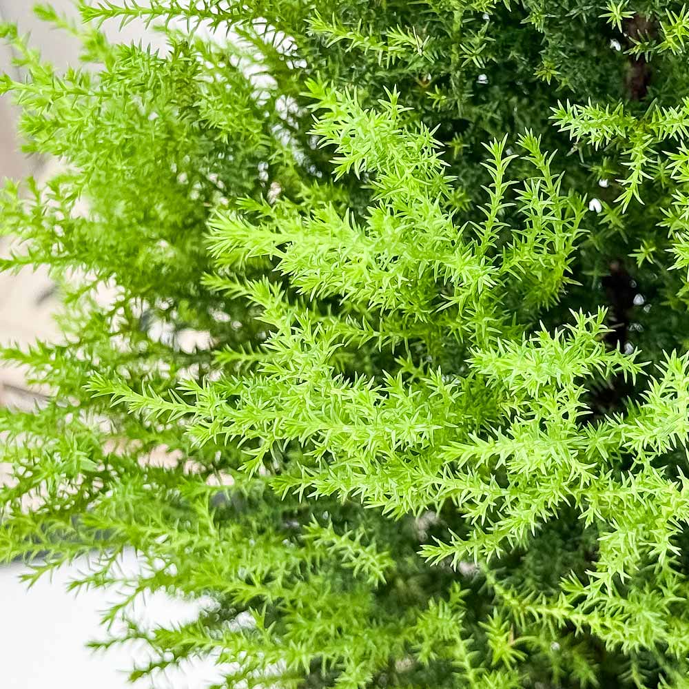PLANCHU 観葉植物 コニファー ゴールドクレスト ウィルマ 7号鉢 受け皿付き 育て方説明書付き Cupressus macrocarpa ‘Wilma’ 庭木 植木 針葉樹 クリスマスツリー