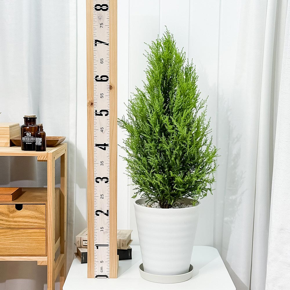 PLANCHU 観葉植物 コニファー ゴールドクレスト ウィルマ 7号鉢 受け皿付き 育て方説明書付き Cupressus macrocarpa ‘Wilma’ 庭木 植木 針葉樹 クリスマスツリー