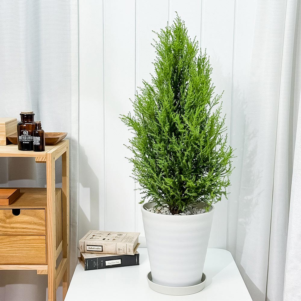 PLANCHU 観葉植物 コニファー ゴールドクレスト ウィルマ 7号鉢 受け皿付き 育て方説明書付き Cupressus macrocarpa ‘Wilma’ 庭木 植木 針葉樹 クリスマスツリー