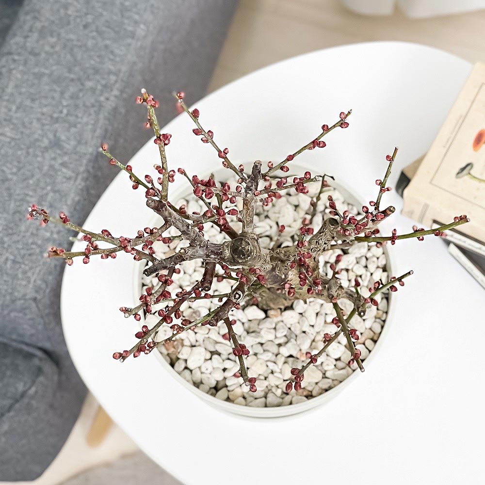 PLANCHU 盆栽 花梅 大盃 6号鉢 受け皿付き 育て方説明書付き Prunus mume ‘Osakazuki’ ウメ オオサカズキ