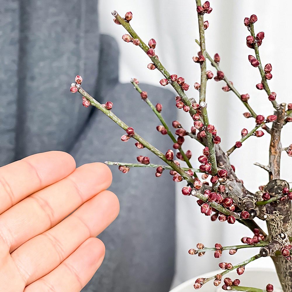 PLANCHU 盆栽 花梅 大盃 6号鉢 受け皿付き 育て方説明書付き Prunus mume ‘Osakazuki’ ウメ オオサカズキ