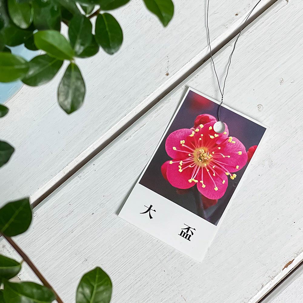 PLANCHU 盆栽 花梅 大盃 6号鉢 受け皿付き 育て方説明書付き Prunus mume ‘Osakazuki’ ウメ オオサカズキ