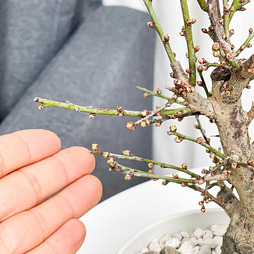 PLANCHU 盆栽 花梅 冬至 6号鉢 受け皿付き 育て方説明書付き Prunus mume ‘Touji’ ウメ トウジ