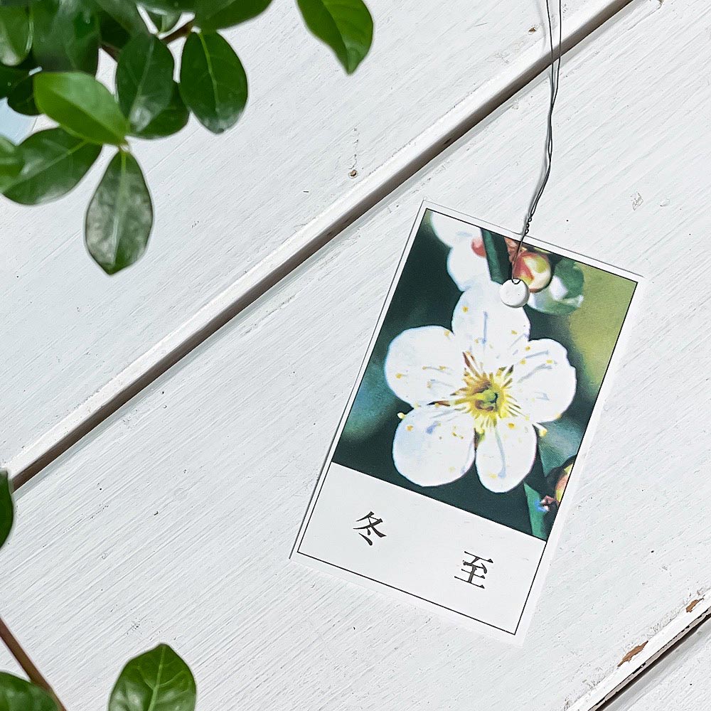 PLANCHU 盆栽 花梅 冬至 6号鉢 受け皿付き 育て方説明書付き Prunus mume ‘Touji’ ウメ トウジ