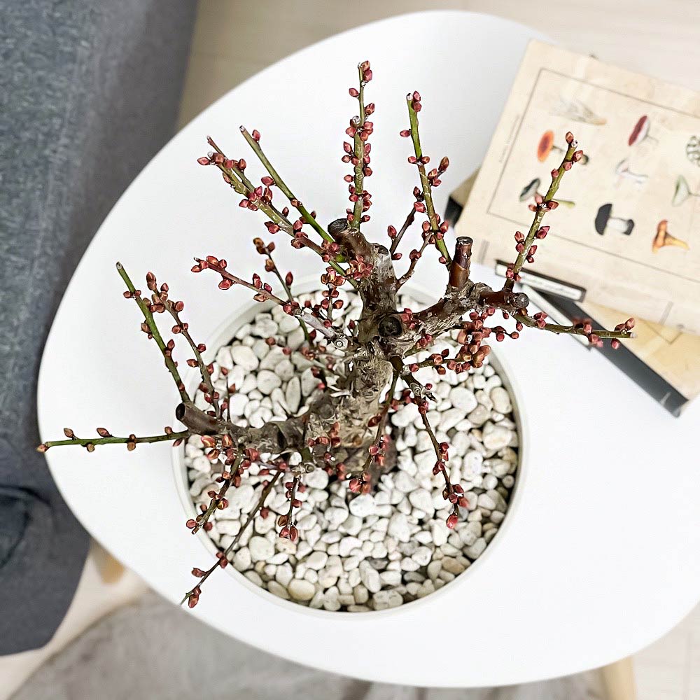 PLANCHU 盆栽 花梅 紅冬至 6号鉢 受け皿付き 育て方説明書付き Prunus mume ‘Benitouji’ ウメ ベニトウジ