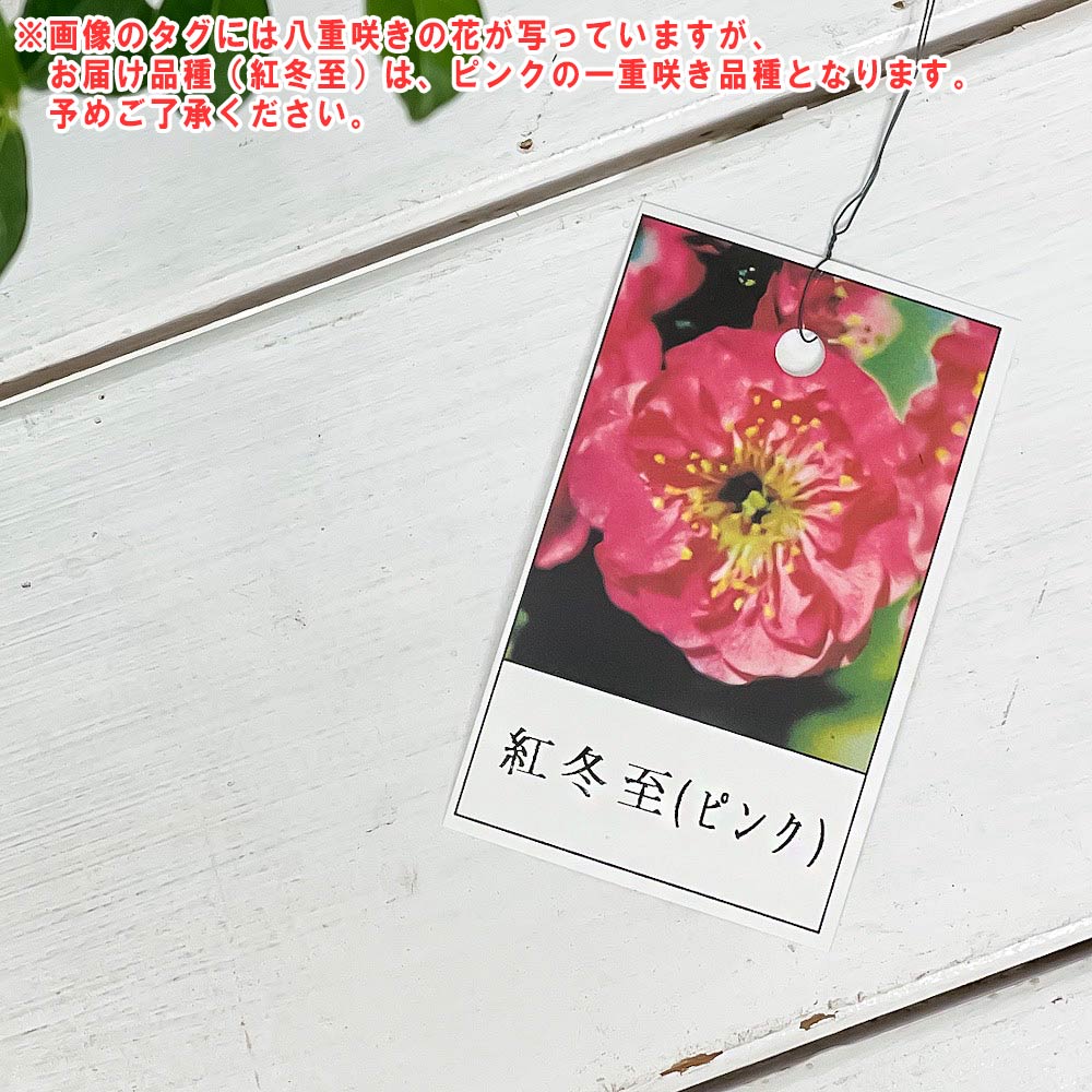 PLANCHU 盆栽 花梅 紅冬至 6号鉢 受け皿付き 育て方説明書付き Prunus mume ‘Benitouji’ ウメ ベニトウジ