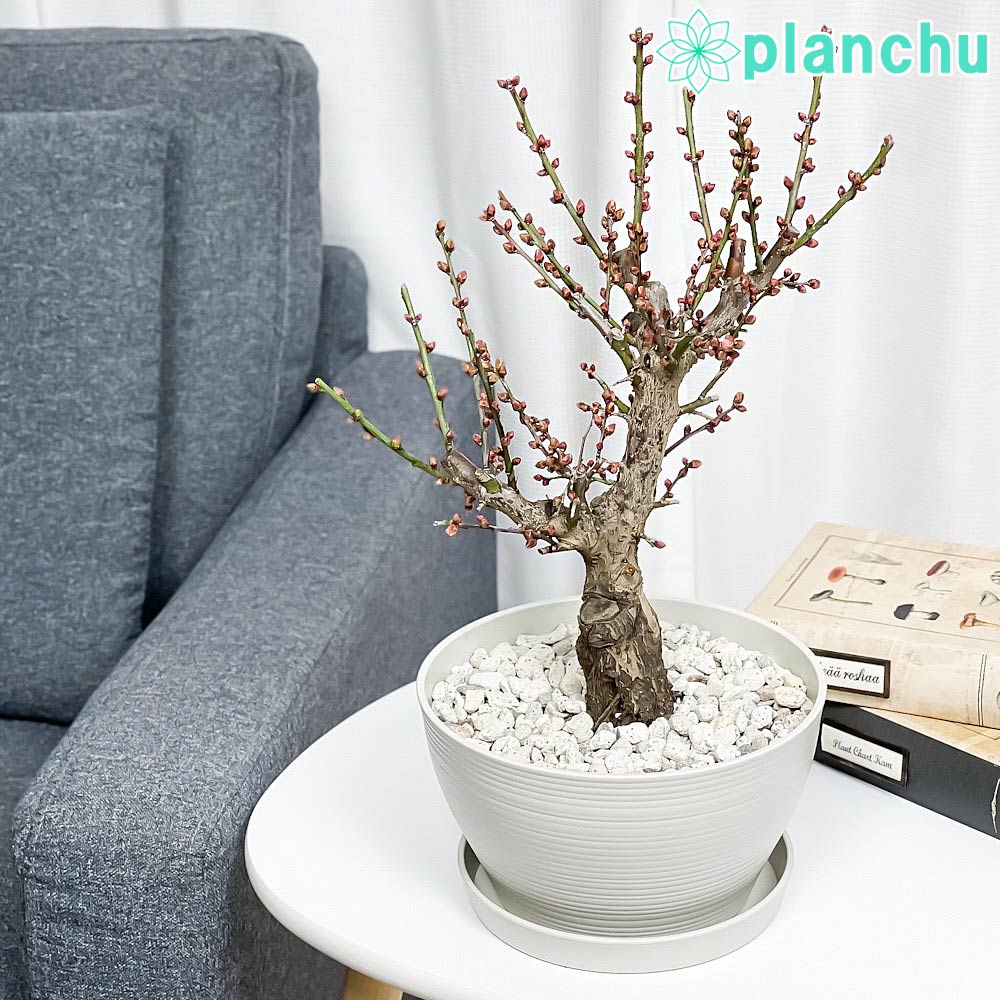 梅　盆栽 PLANCHU 盆栽 花梅 見驚 6号鉢 受け皿付き 育て方説明書付き Prunus