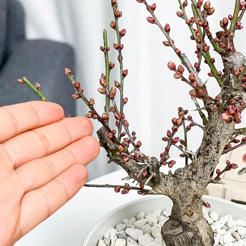 PLANCHU 盆栽 花梅 見驚 6号鉢 受け皿付き 育て方説明書付き Prunus mume ‘Kenkyo’ ウメ ケンキョウ