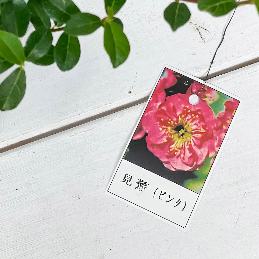 PLANCHU 盆栽 花梅 見驚 6号鉢 受け皿付き 育て方説明書付き Prunus mume ‘Kenkyo’ ウメ ケンキョウ