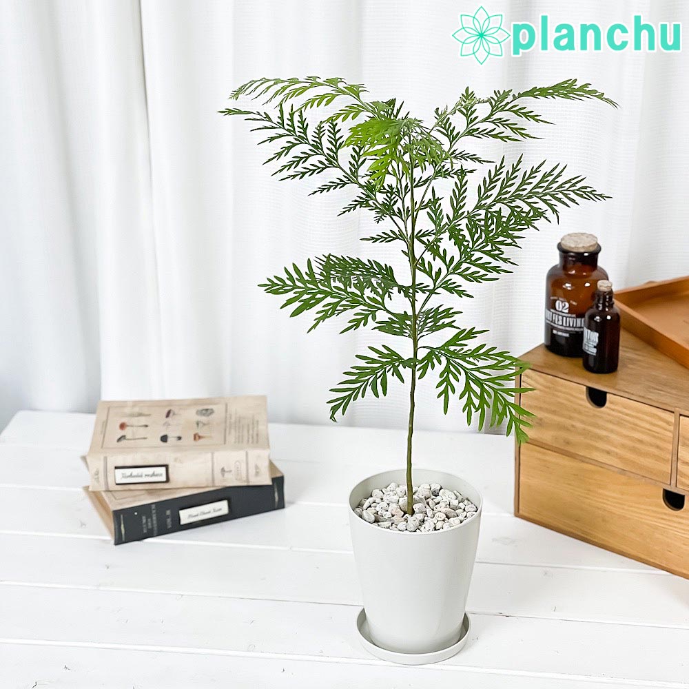 PLANCHU 観葉植物 グレビレア ロブスタ 4号鉢 受け皿付き 育て方説明書