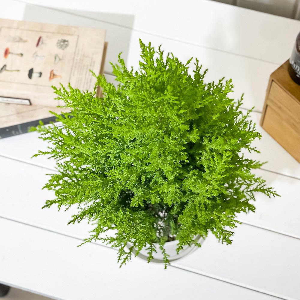 PLANCHU 観葉植物 コニファー ゴールドクレスト ウィルマ 5号鉢 受け皿付き 育て方説明書付き Cupressus macrocarpa ‘Wilma’ 庭木 植木 針葉樹 クリスマスツリー