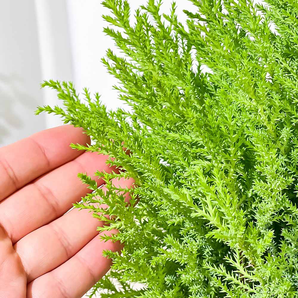 PLANCHU 観葉植物 コニファー ゴールドクレスト ウィルマ 5号鉢 受け皿付き 育て方説明書付き Cupressus macrocarpa ‘Wilma’ 庭木 植木 針葉樹 クリスマスツリー
