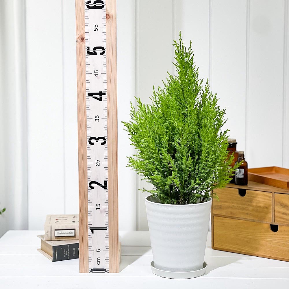 PLANCHU 観葉植物 コニファー ゴールドクレスト ウィルマ 5号鉢 受け皿付き 育て方説明書付き Cupressus macrocarpa ‘Wilma’ 庭木 植木 針葉樹 クリスマスツリー