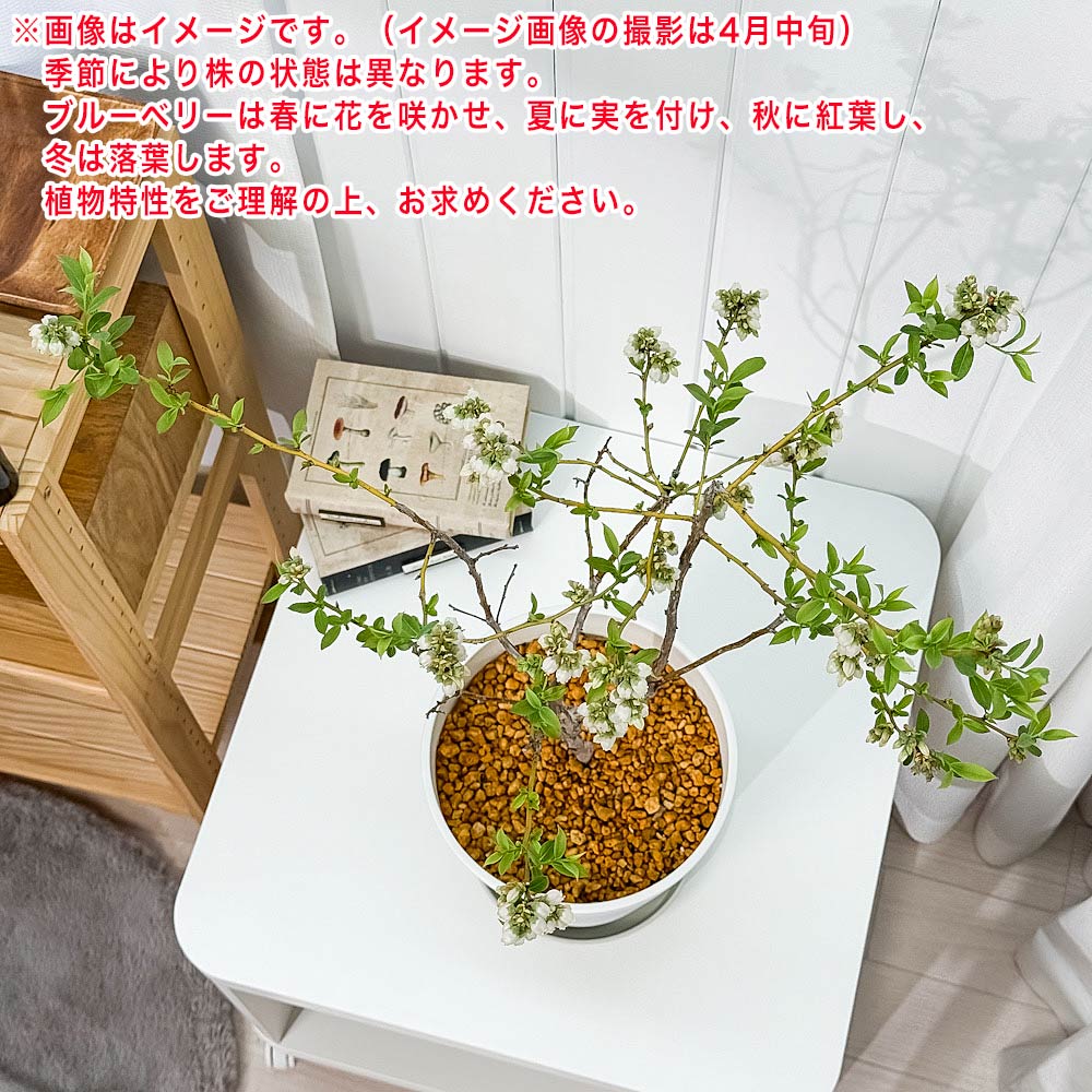 PLANCHU 果樹 ブルーベリー ピンクレモネード 7号鉢 受け皿付き 育て方説明書付き Vaccinium hyb. ‘Pink Lemonade’ ラビットアイ系 苗木 庭木