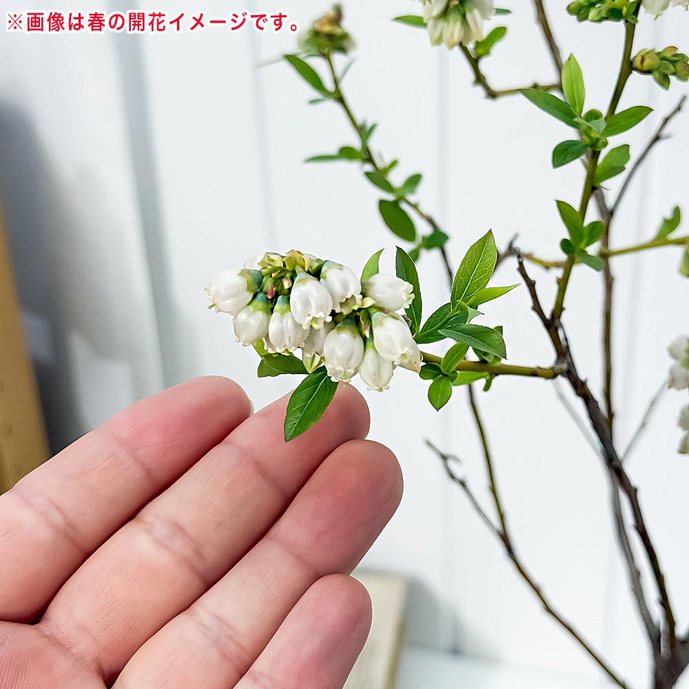 PLANCHU 果樹 ブルーベリー ピンクレモネード 7号鉢 受け皿付き 育て方説明書付き Vaccinium hyb. ‘Pink Lemonade’ ラビットアイ系 苗木 庭木