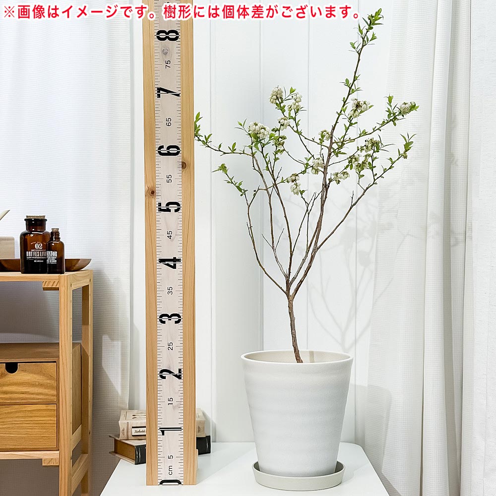 PLANCHU 果樹 ブルーベリー ピンクレモネード 7号鉢 受け皿付き 育て方説明書付き Vaccinium hyb. ‘Pink Lemonade’ ラビットアイ系 苗木 庭木