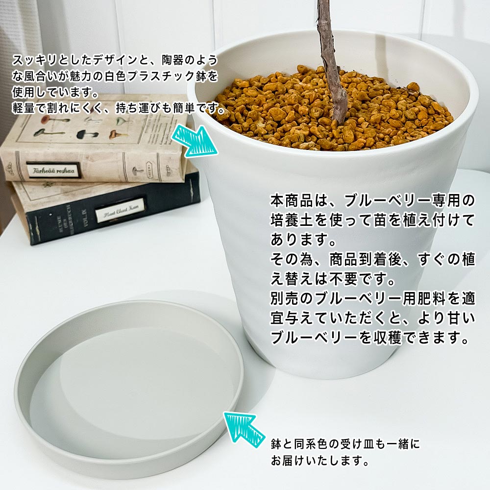 PLANCHU 果樹 ブルーベリー ピンクレモネード 7号鉢 受け皿付き 育て方説明書付き Vaccinium hyb. ‘Pink Lemonade’ ラビットアイ系 苗木 庭木