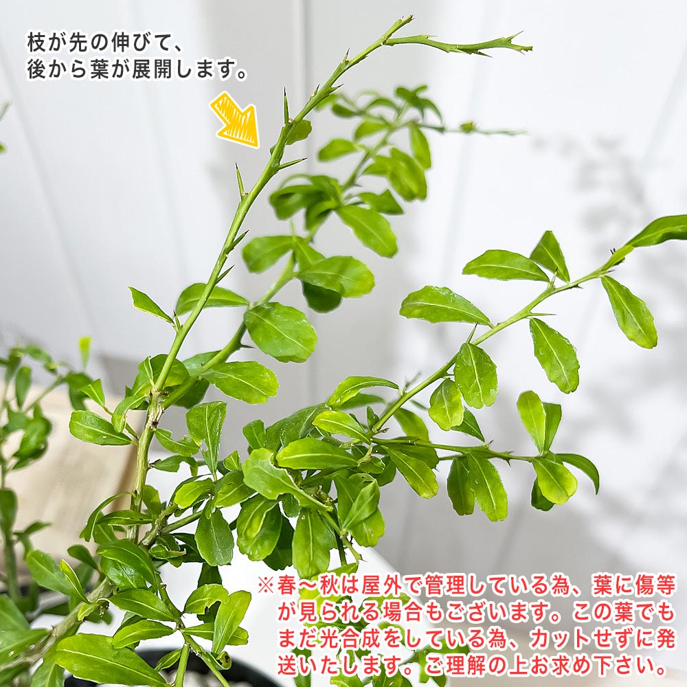 PLANCHU 熱帯果樹 フィンガーライム グリーンアリストンビル 6号スリット鉢 受け皿付き 育て方説明書付き Citrus australasica cv. フルーツキャビア 果樹苗 柑橘苗 観葉植物