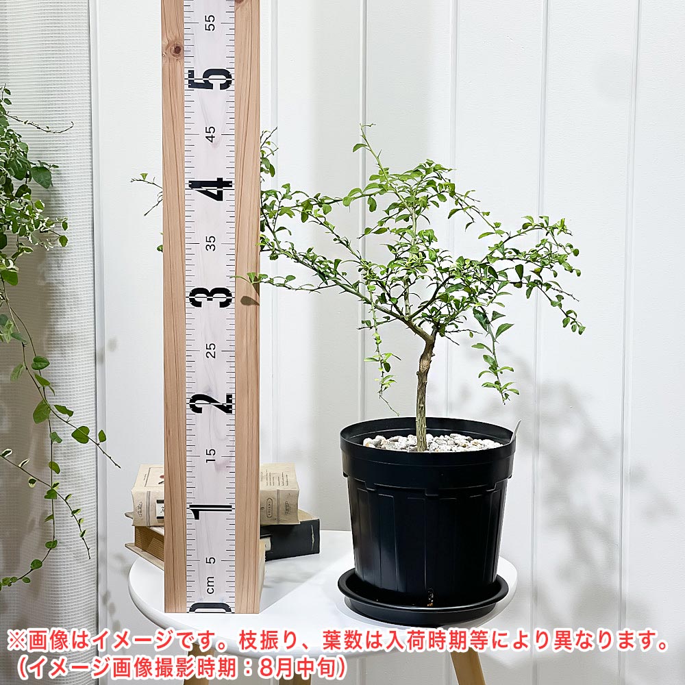 PLANCHU 熱帯果樹 フィンガーライム グリーンアリストンビル 6号スリット鉢 受け皿付き 育て方説明書付き Citrus australasica cv. フルーツキャビア 果樹苗 柑橘苗 観葉植物