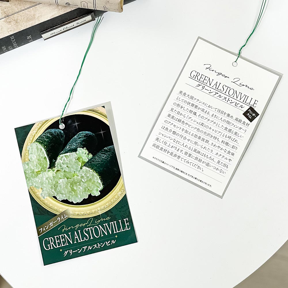 PLANCHU 熱帯果樹 フィンガーライム グリーンアリストンビル 6号スリット鉢 受け皿付き 育て方説明書付き Citrus australasica cv. フルーツキャビア 果樹苗 柑橘苗 観葉植物