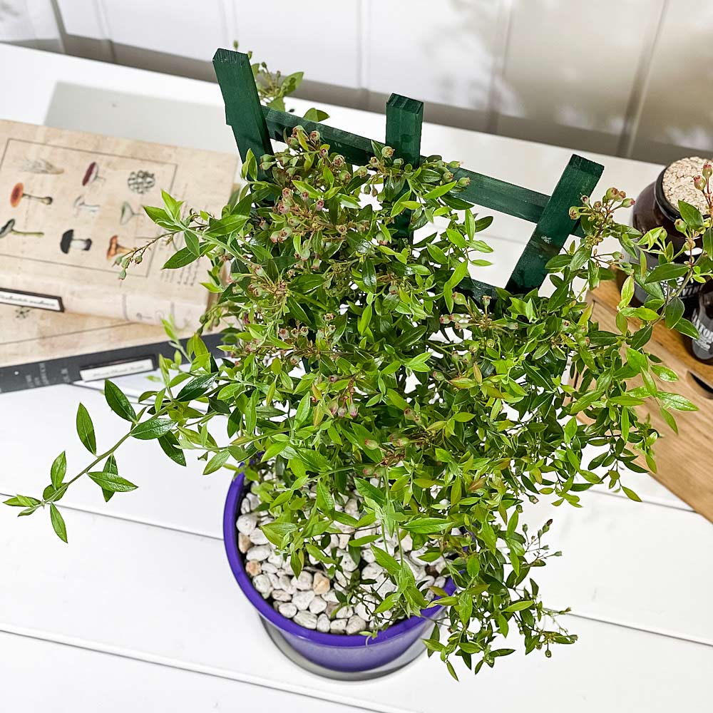 PLANCHU 果樹 ビルベリー トレリス仕立て 5号鉢 受け皿付き 育て方説明書付き Vaccinium myrtillus 苗 苗木 庭木 植木 ブルーベリー